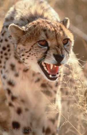 Cheetah Pictures